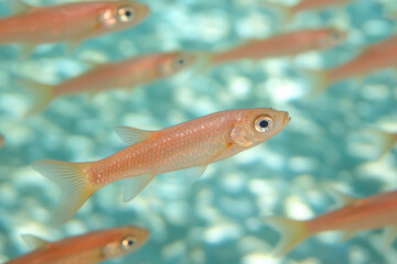 Wall Mural - school of nase fish swimming gracefully in clear water