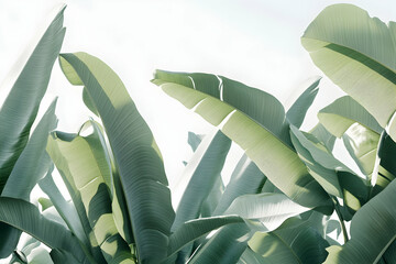 Lush green banana leaves reaching towards a bright sky, creating a vibrant and serene tropical scene. Perfect for nature-themed designs, travel brochures, or wellness branding.