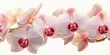 © Lala - Close up of vibrant white and pink Phalaenopsis orchid flowers in full bloom, showcasing their intricate beauty against a clean white background in a studio setting. Perfect for floral enthusiasts.