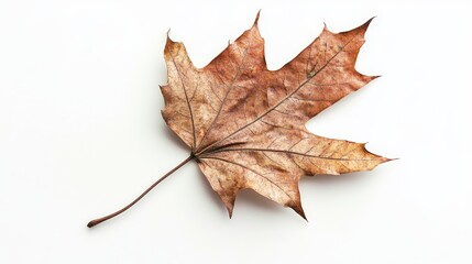 dry maple leaf isolated on a white background, showcasing the intricate textures and details of a dr