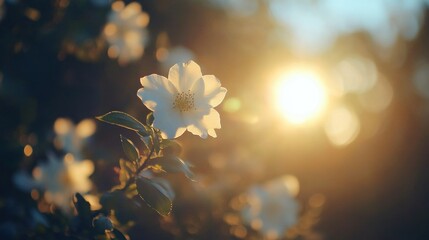 Wall Mural - Delicate White Flower Against Soft Sunrise Glow in Nature's Scene