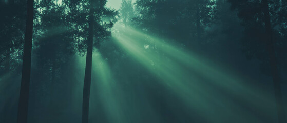 Poster - Sunlight breaking through fog in a serene birch forest creates an ethereal atmosphere
