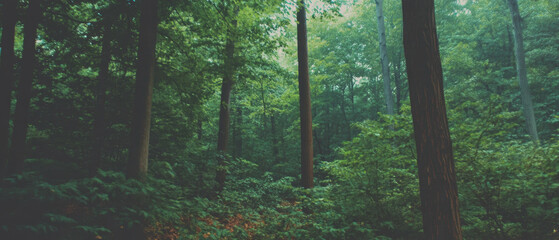Poster - Mystical forest with blurred trees creating an ethereal atmosphere in green and brown hues