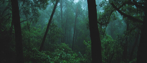 Poster - Ethereal forest trees in blurred motion create a mystical atmosphere of green and brown hues