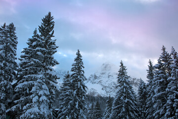 Wall Mural - frozen fir trees after a snowfall on a cold winter day in the alps.