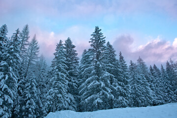 Wall Mural - Frozen fir trees after a snowfall on a cold winter day in the Alps.