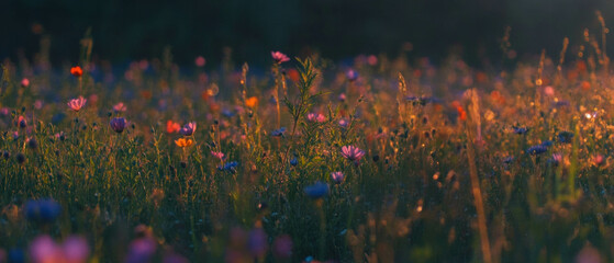 Poster - Vibrant spring meadow filled with blooming wildflowers and lush green grass