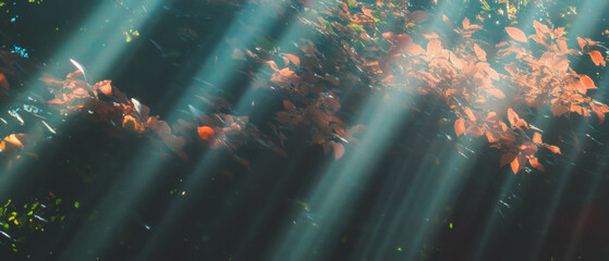Poster - Sun rays filtering through leaves in a tranquil forest scene during warm afternoon light