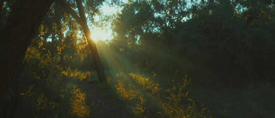 Poster - Sun rays filtering through trees on a forest path create a serene atmosphere