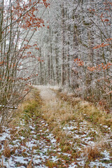 Wall Mural - Winter landscape with first snow in the forest