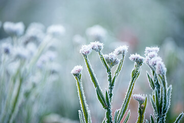 Wall Mural - meadow in frost and sunlight. delicate frozen flowers in white frost. Artistic photo. freshness and tenderness.The first frosts in the autumn days. Grass and flowers in hoarfrost
