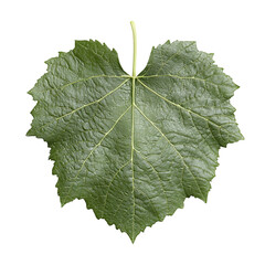 Wall Mural - Detailed Close-Up of a Single Grape Leaf