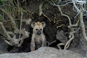 Wall Mural - spotted hyena cub at the den. the adult hyena did bring a prey to the den and a young cub was commin