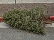 © Charles Ellinwood - discarded Christmas tree left by a curb