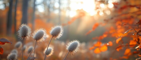 Poster - Autumn sunset, forest plants, blurry background