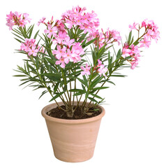 Wall Mural - Nerium oleander en pot	