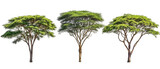 Collection of isolated African acacia trees on a transparent background. Plant and flower concept.
