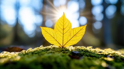 Poster - A single yellow leaf sitting on top of a moss covered rock