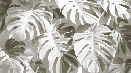 Wall Mural - Elegant Monochrome Monstera Leaves Background