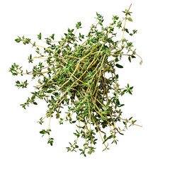 Fresh thyme herb on a transparent or white background