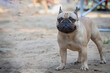 © Andrey - Cute French bulldog walking in park