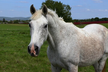 Wall Mural - Majestic white horse.