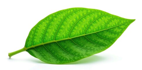 Fresh green cacao leaf with veins isolated on white background, isolation, nature, green