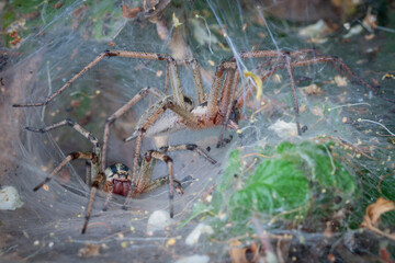 Wall Mural - tunnel spider. builds a dense laminar network. agelena labyrinthica is a species of spider in the fa