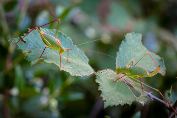Wall Mural - close-up portrait of a grasshopper in the grass. macro photography.