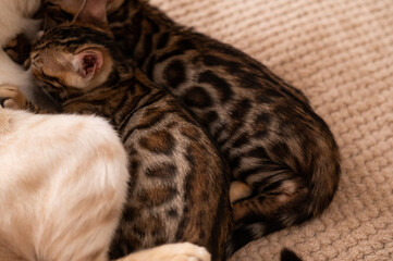 a domestic bengali kitten sits on a beige blanket. a favorite pet.