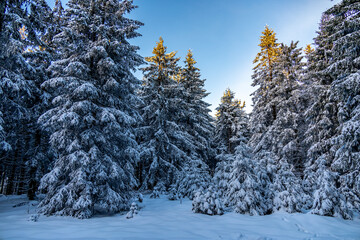 Wall Mural - Romantische Winterwanderung auf den höchsten Gipfel vom Rennsteig - der Schneekopf bei Schmiedefeld im Abendlicht - Thüringen - Deutschland