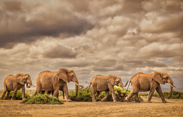 elephant family, amboseli national park, africa