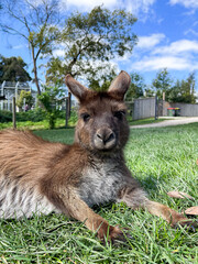 kangaroo in the zoo