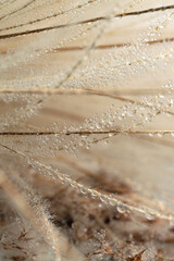 Wall Mural - Smoke soft focus dry wild grass ear bouquet with water drop. Nature beige, brown neutral background.