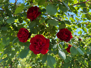 Wall Mural - Red roses on branch in garden