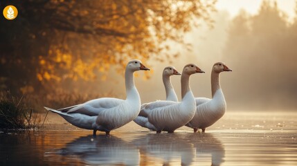 Sticker - A group of four white geese standing gracefully in calm water during a serene, misty morning with autumn foliage in the background