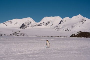 south georgia island. solo king penguin walks across the snow.