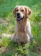 © Birgit Reitz-Hofmann - Golden Retriever sitting in grass