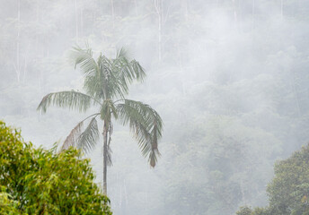 Palm tree in the midst of tropical forest mist