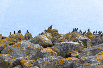 Wall Mural - Flock of starling birds land on rocky edge of The Barrage on Cardiff Bay