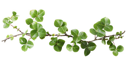 Wall Mural - A classic four-leaf clover twig with green and fresh leaves on a white background