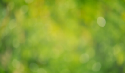 green natural plant defocus light background. bokeh, defocus light.