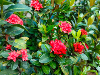 Sticker - Close up of Ixora chinensis, Saraca asoca, Asoka Flowers, or Bunga Soka with exotic red flowers and refreshing green leaves