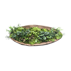 Wall Mural - Wooden oval with ivy and moss in a rustic style, displayed on a transparent background.