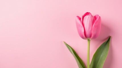 Poster - Pink Tulip on a Pastel Pink Background, a Delicate Floral Image for Spring