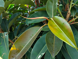 Sticker - Ficus elastica leaves close up, rubber fig tree, rubber bush, rubber tree, rubber plant, Indian rubber bush, Indian rubber tree, Red rubber, or kebo rubber tree trunk