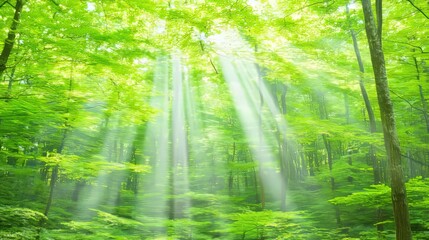 Sunbeams Illuminate Lush Green Forest Canopy (2)