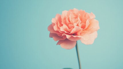 Aufkleber - Delicate pink rose stands gracefully against a soft light blue background, showcasing its natural beauty and elegance in a tranquil setting