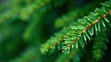 Poster - Vibrant Green Conifer Branch Close-Up, Showing Delicate Needles and Texture