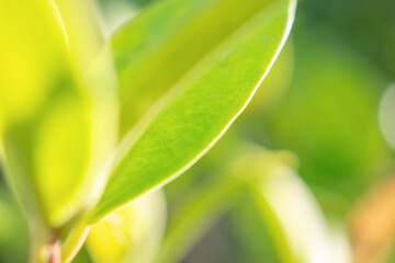 Wall Mural - Natural plant green leaf in garden with bokeh background